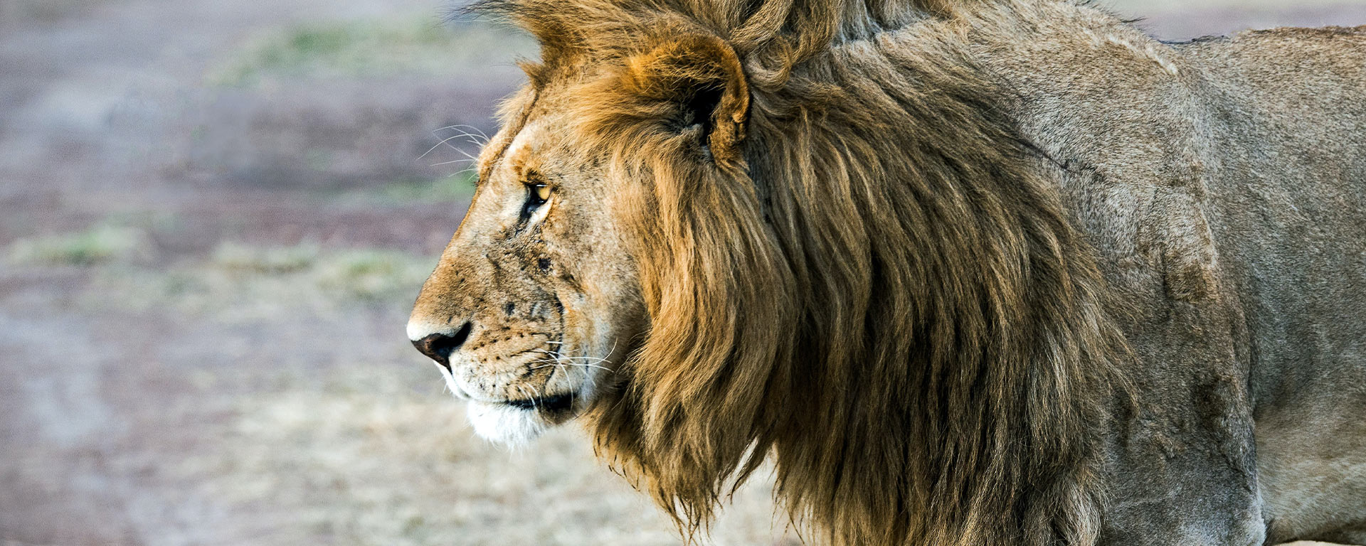 lion safari Serengeti