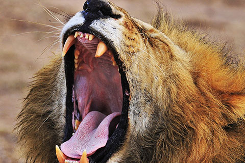 lion-yawning-on-safari