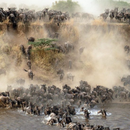 Serengeti wildebeest safaris
