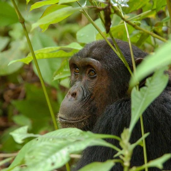 Gorilla, chimps and water safaris