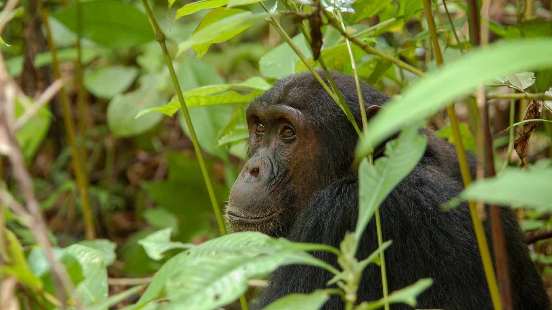 Gorilla, chimps and water safaris